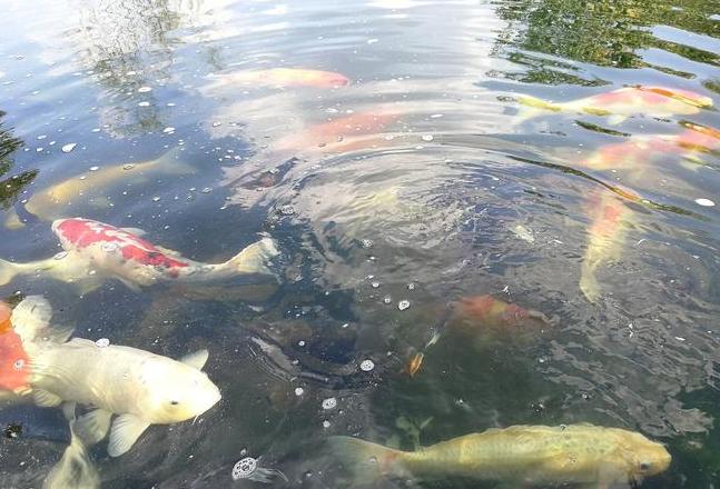 梦境解析：家里满地水和鱼的象征意义及财富征兆