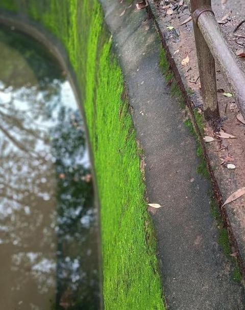 水泥地苔藓清除攻略：物理化学结合，预防养护一步到位