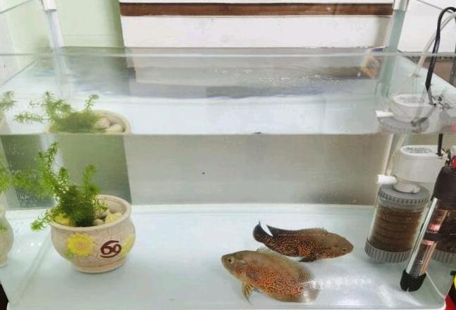 鱼缸玻璃划痕修复攻略：牙膏、氨水及DIY小技巧