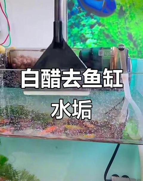 鱼缸水渍去除攻略：安全有效清洁法大揭秘